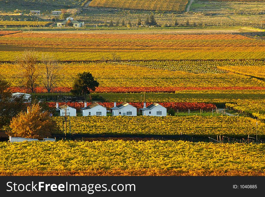 The vineyards at De Doorns, Hex River Valley, South Africa, during fall. The vineyards at De Doorns, Hex River Valley, South Africa, during fall.