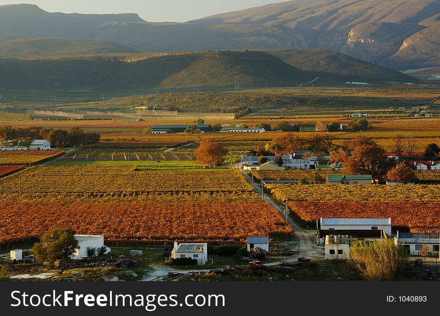 The vineyards at De Doorns, Hex River Valley, South Africa, during fall. The vineyards at De Doorns, Hex River Valley, South Africa, during fall.