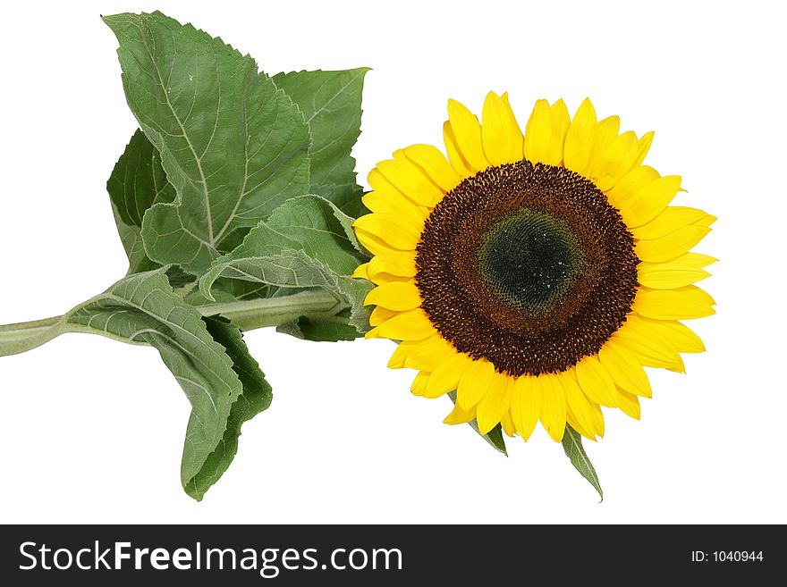 Yellow sunflower on white