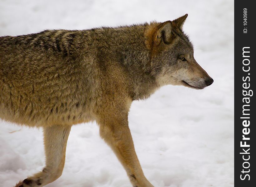 Single wolf running on snow (national park - Bialowieza / Poland). Single wolf running on snow (national park - Bialowieza / Poland)