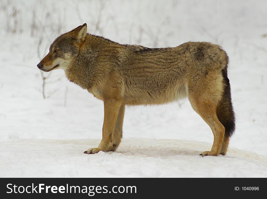 Single wolf standing on snow (national park - Bialowieza / Poland). Single wolf standing on snow (national park - Bialowieza / Poland)