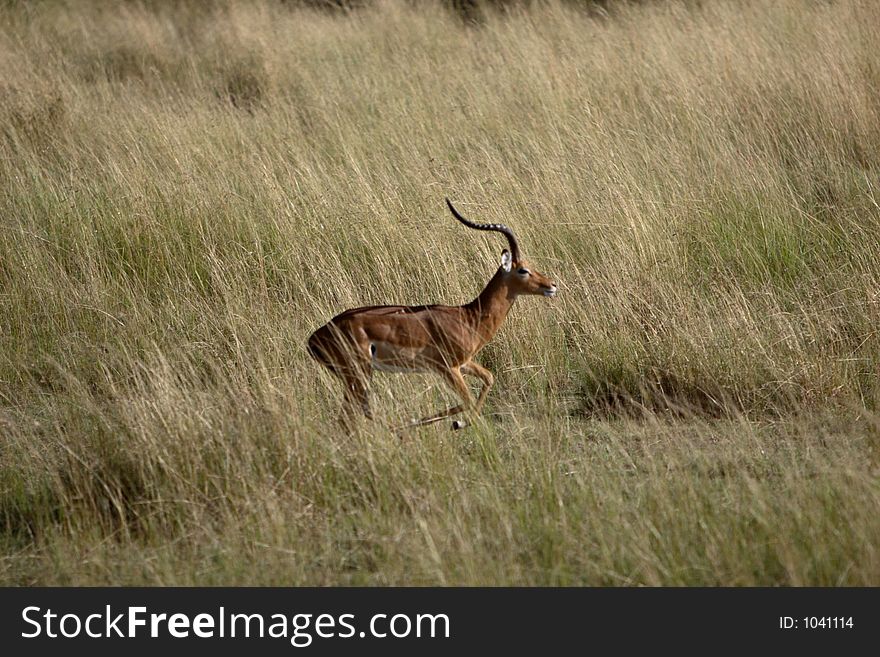 Male Impala in the Masai Mara