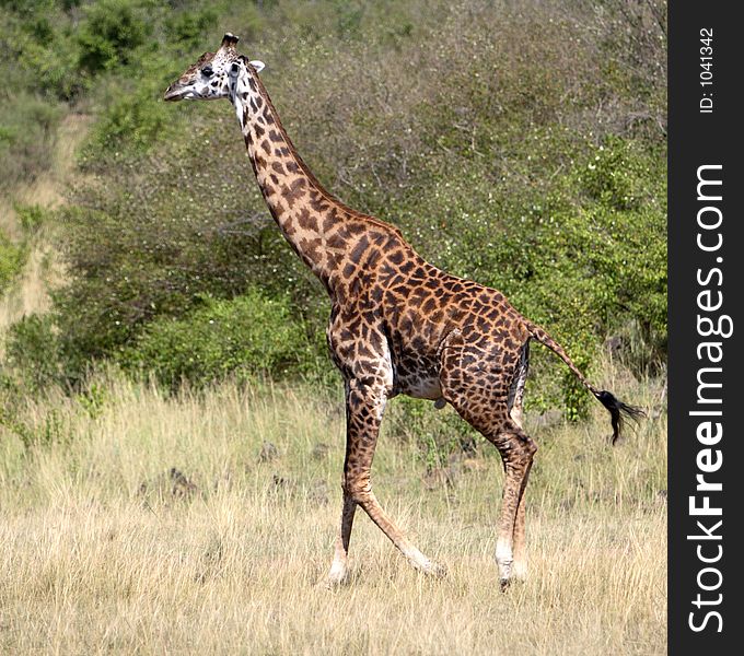A Masai race giraffe walking