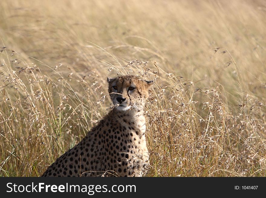 Face shot of cheetah in the Masai Mara