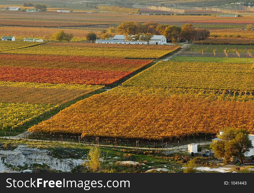 The vineyards at De Doorns, Hex River Valley, South Africa, during fall. The vineyards at De Doorns, Hex River Valley, South Africa, during fall.