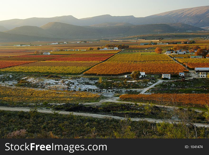 The vineyards at De Doorns, Hex River Valley, South Africa, during fall. The vineyards at De Doorns, Hex River Valley, South Africa, during fall.