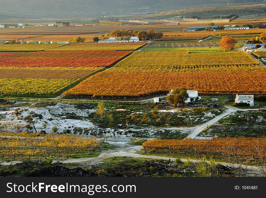 The vineyards at De Doorns, Hex River Valley, South Africa, during fall. The vineyards at De Doorns, Hex River Valley, South Africa, during fall.