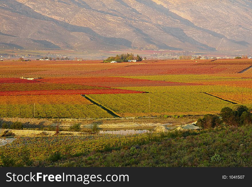 The vineyards at De Doorns, Hex River Valley, South Africa, during fall. The vineyards at De Doorns, Hex River Valley, South Africa, during fall.