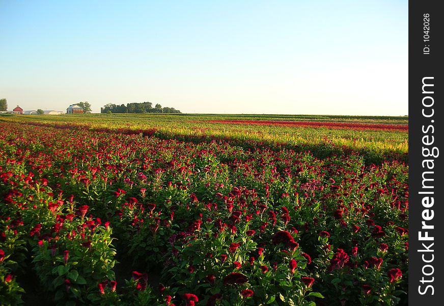 A field of flowers being cultivated in a farm in Illinois. A field of flowers being cultivated in a farm in Illinois.