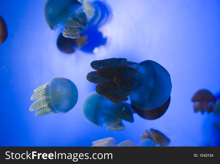 Group of Jelly Fish