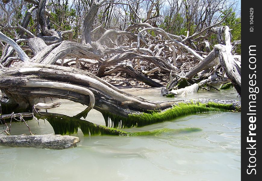 Woods at the beach