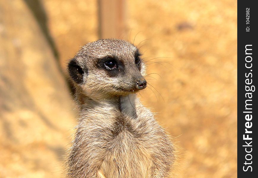 Posing meerkat
