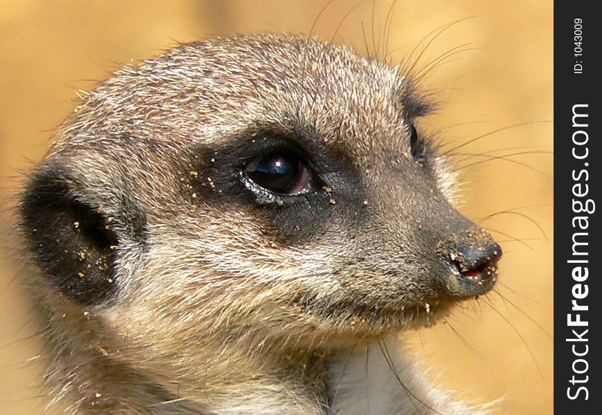 Close up of meerkat