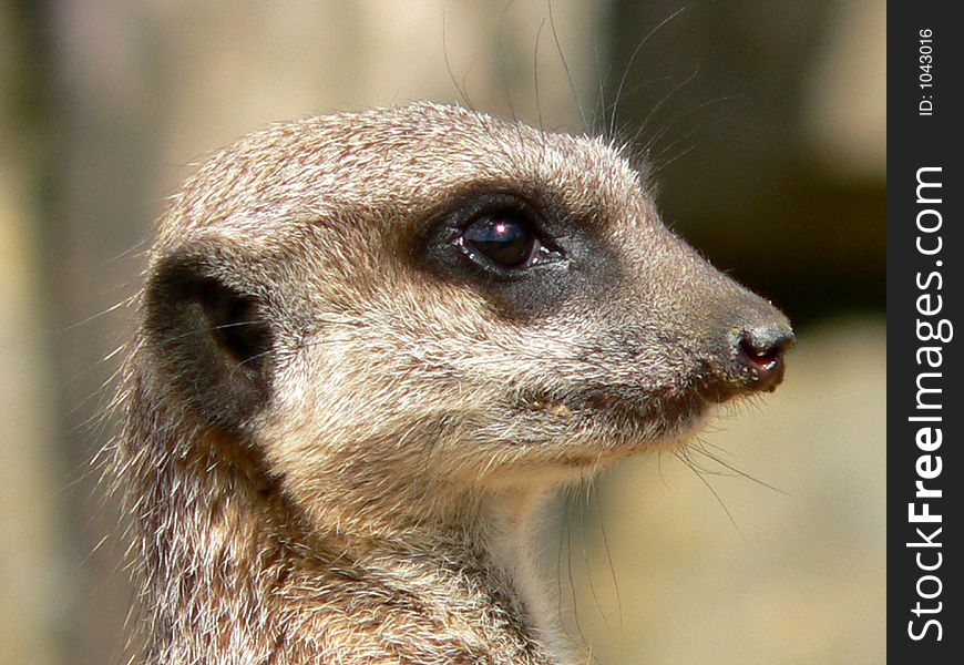 Meerkat profile. Looking alert for predetors.