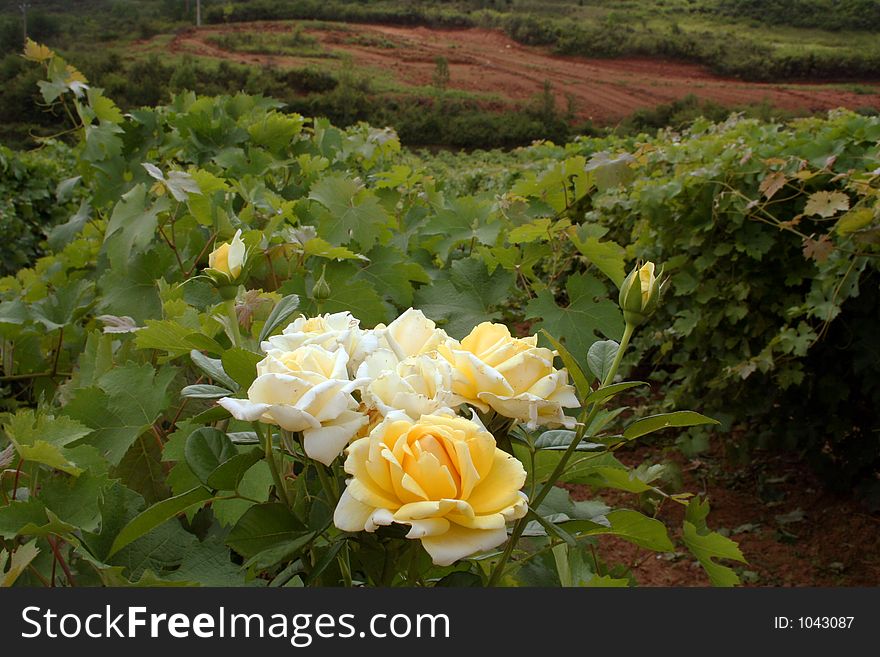 Yellow Roses In A Vineyard