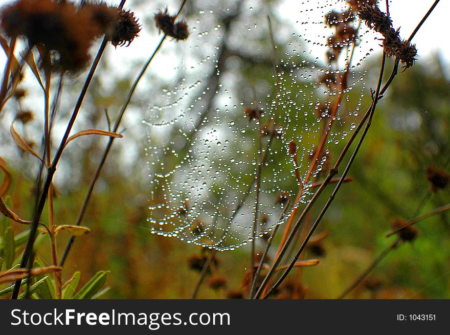 Water dropd on the spider web after the rain. Water dropd on the spider web after the rain