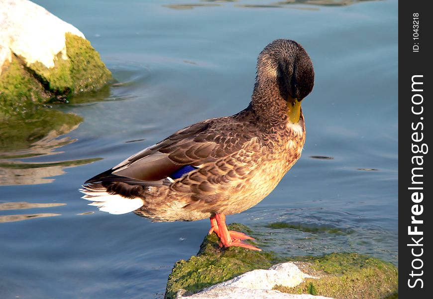 Wild duck in the pond