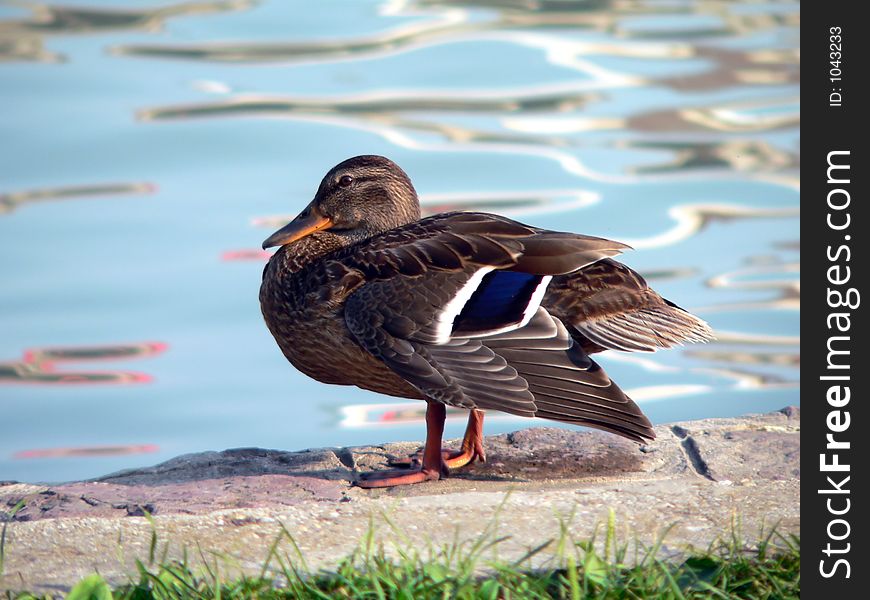 Wild duck in the pond