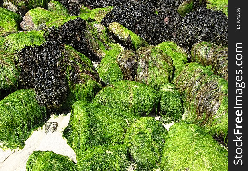 Rocks covered in seaweed. Rocks covered in seaweed