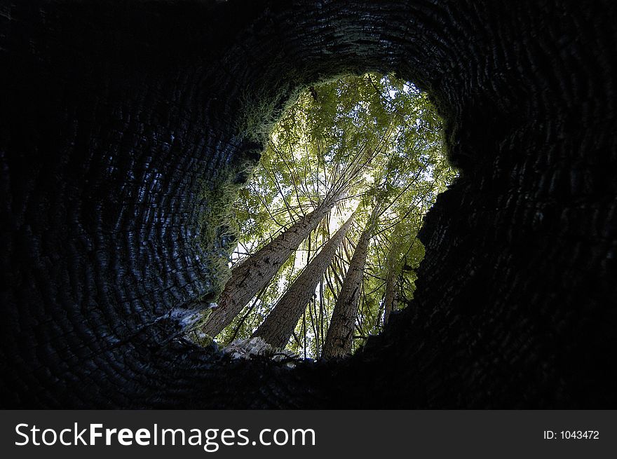 California redwood trees viewed thru burned out stump. California redwood trees viewed thru burned out stump