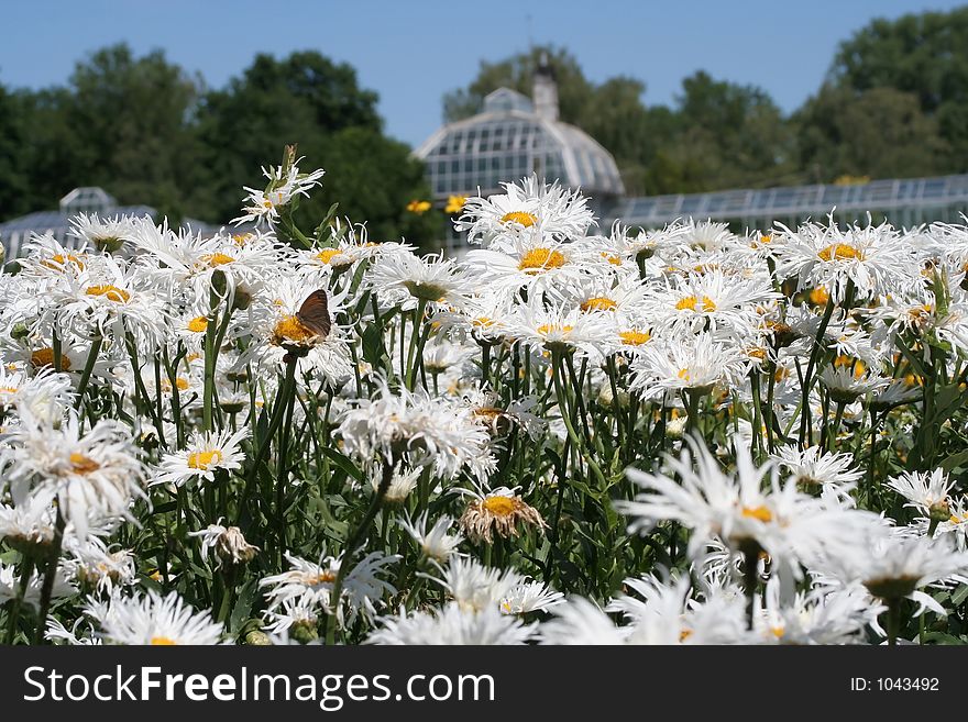 Marguerites in the botanical gardens