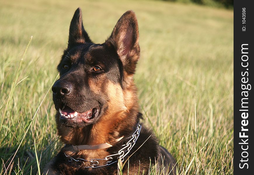 German Shepard in the field