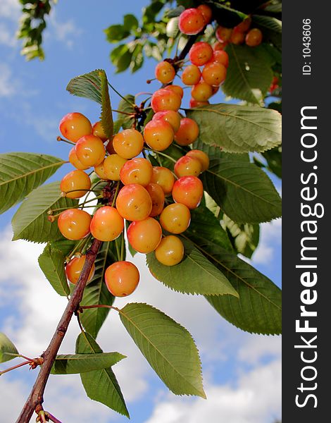 Ripening cherries on the tree. Ripening cherries on the tree