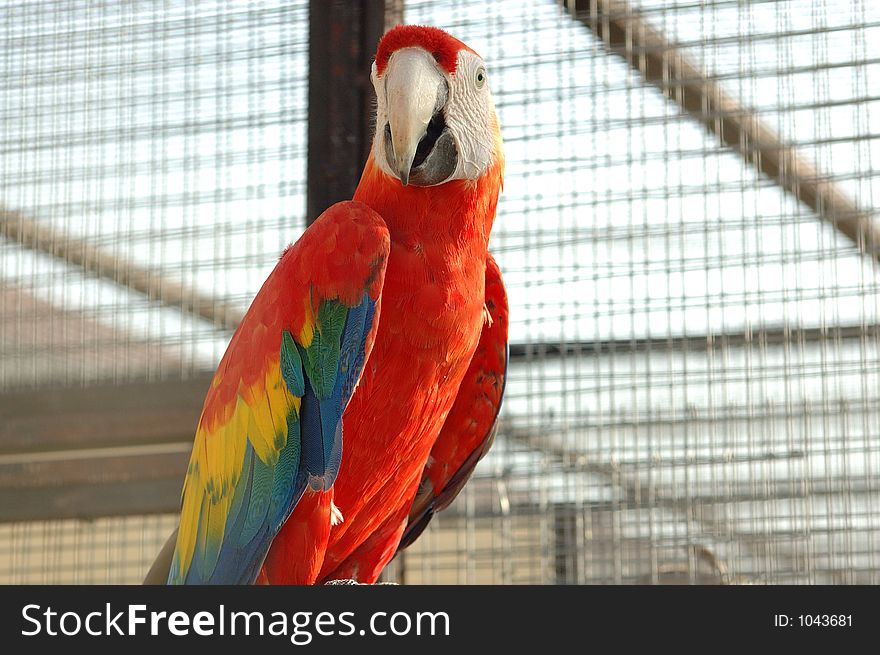 Macaw at the zoo