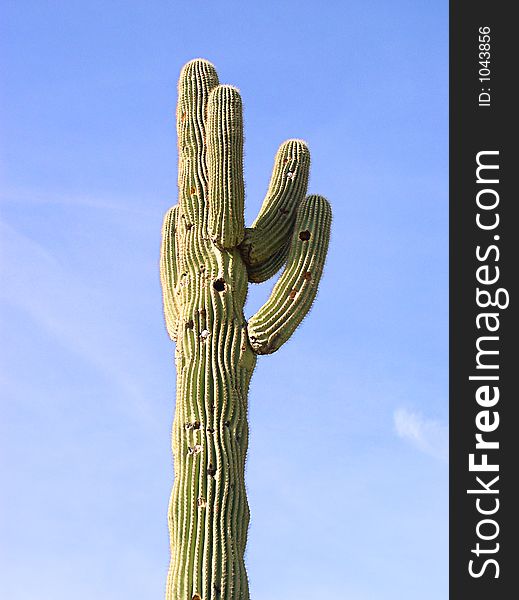 Sorrel cactus with golf balls lodged in it. Sorrel cactus with golf balls lodged in it