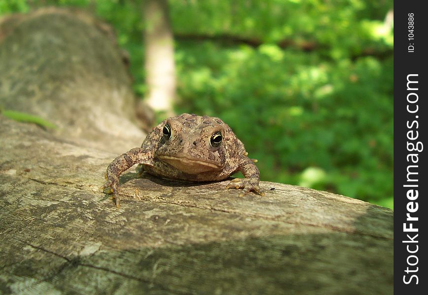 Just a grumpy looking toad on a log in the woods.