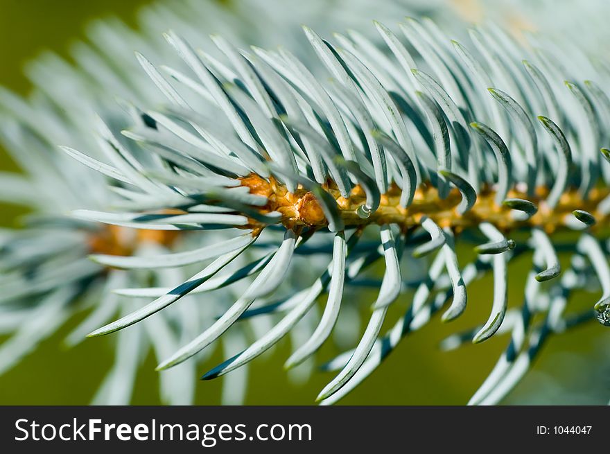 Closeup of needles on a blue spruce branch.
