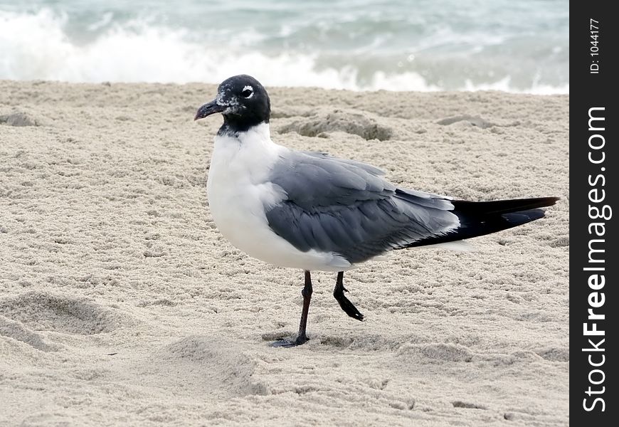 Seagull At VA Beach