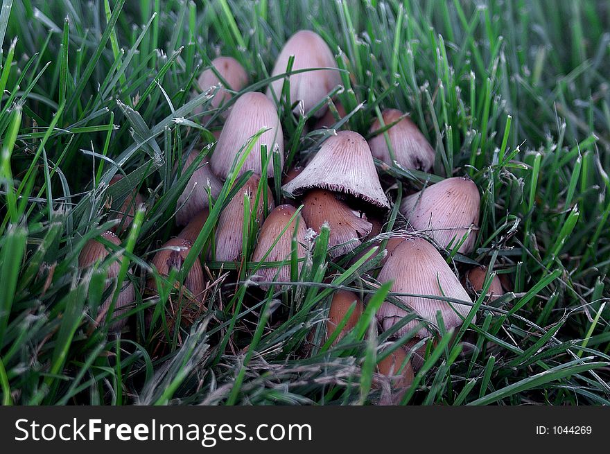Group of mushrooms growing in grass. Group of mushrooms growing in grass