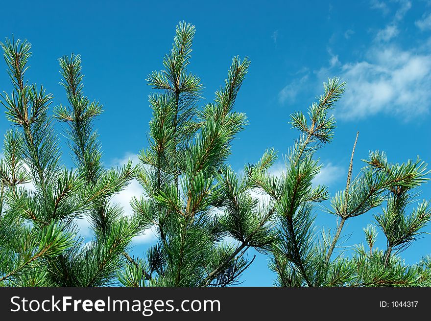 Green needles of fur-trees on a background of the sky. Green needles of fur-trees on a background of the sky