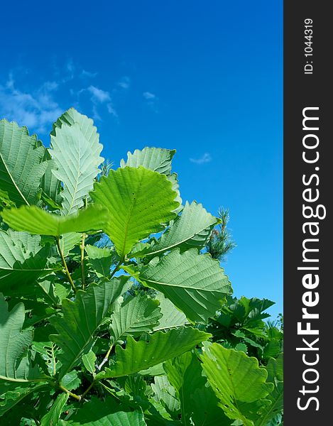 Green leaves of an oak on a background of the sky. Green leaves of an oak on a background of the sky