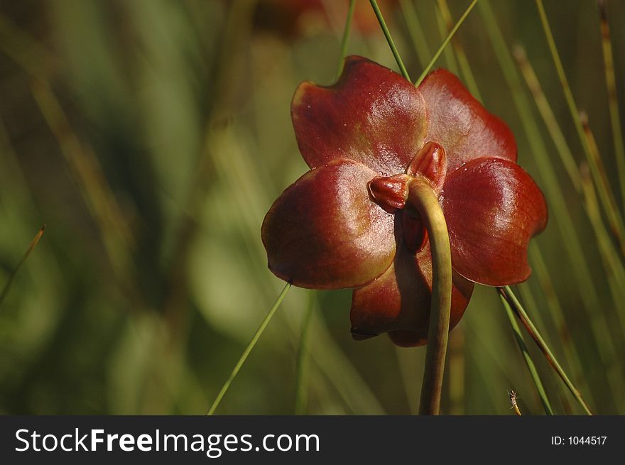 The waxy red flower of a pitcher plant. The waxy red flower of a pitcher plant.
