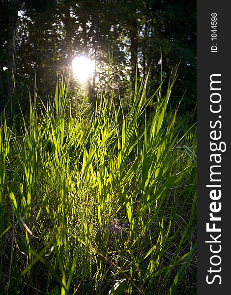 Wild grasses backlit with the sun. Wild grasses backlit with the sun.