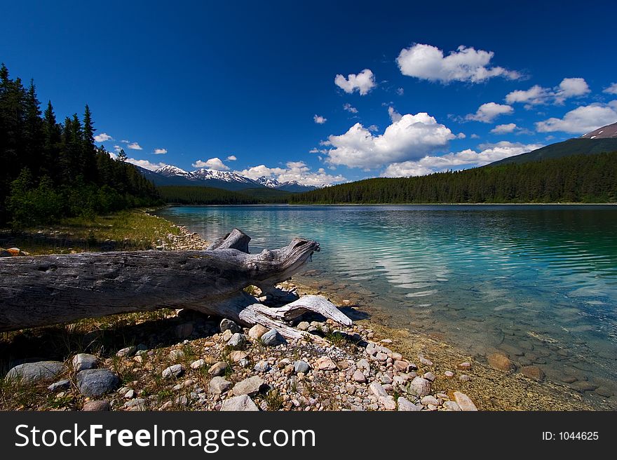 An old tree decorates the shores of a beautiful lake. An old tree decorates the shores of a beautiful lake.