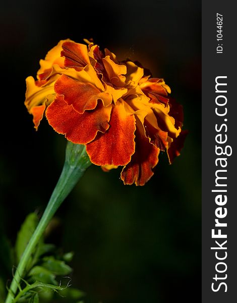 A pretty marigold glows in the evening light.