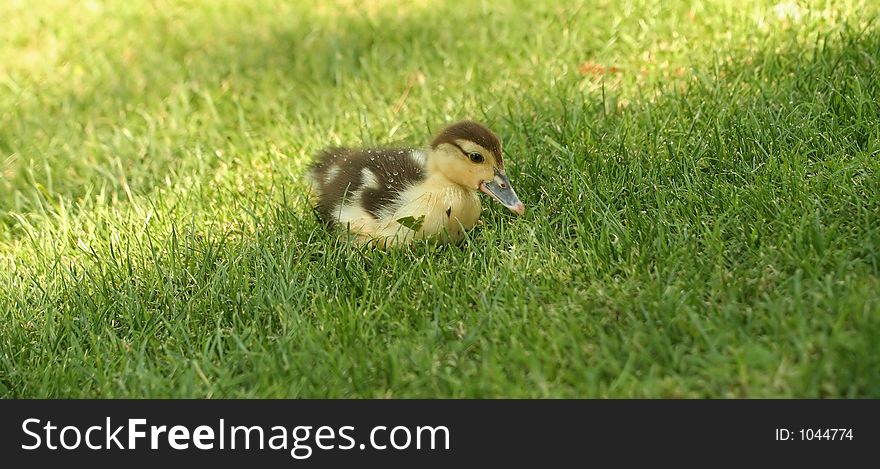 Wet baby duck in the middle of green grass. Wet baby duck in the middle of green grass