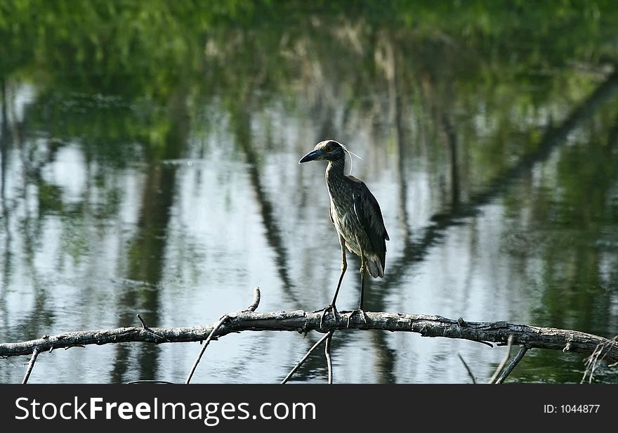 Black headed night heron standing on the branch