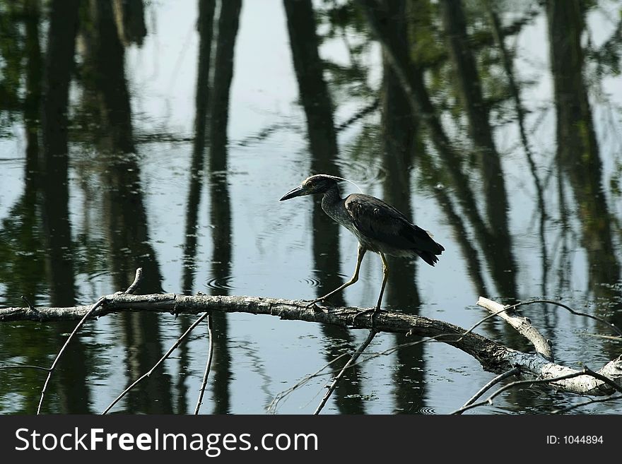 Black Headed Night Heron Walking