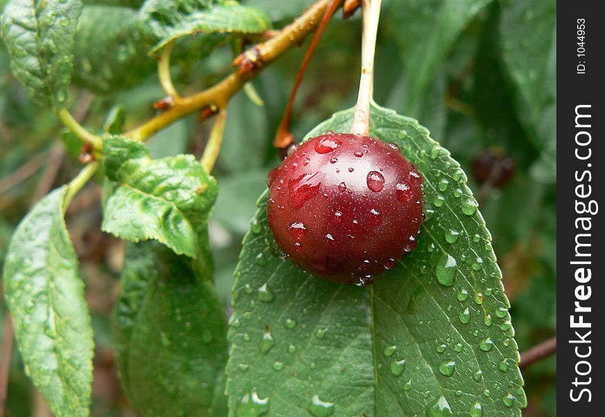 Sour red cherry in garden