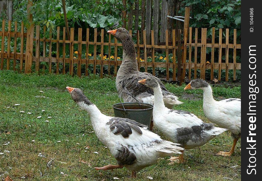 Gooses at a village