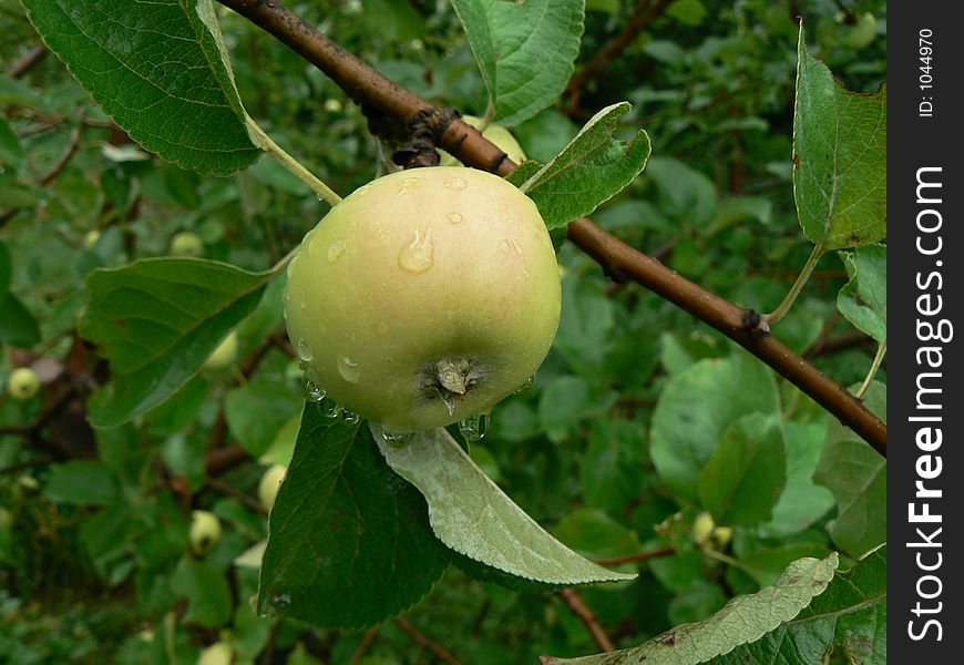 Green apple and apple tree