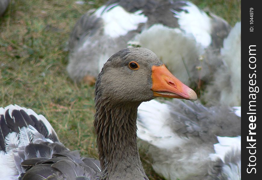 Goose at a village