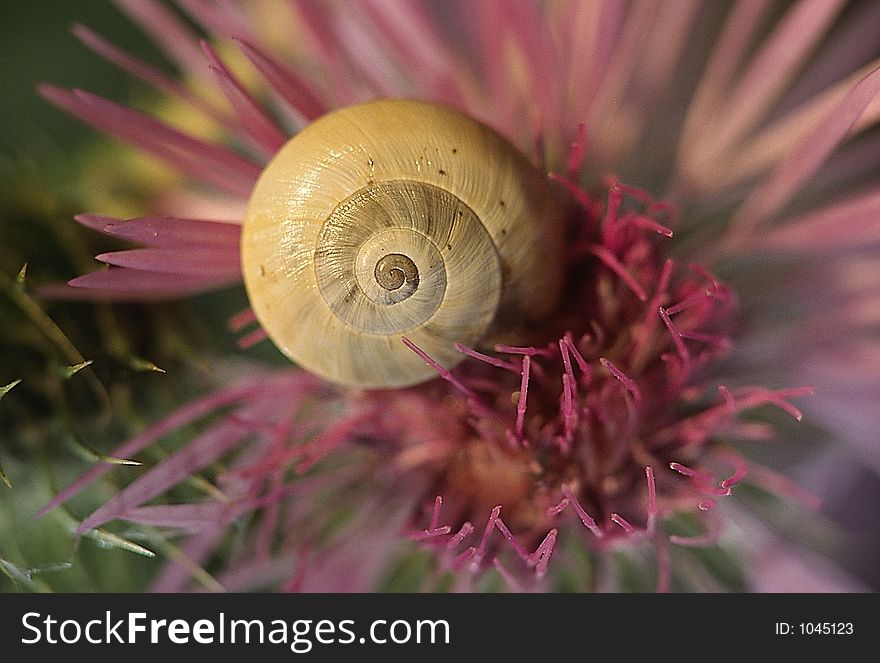 Snail on a flower. Snail on a flower