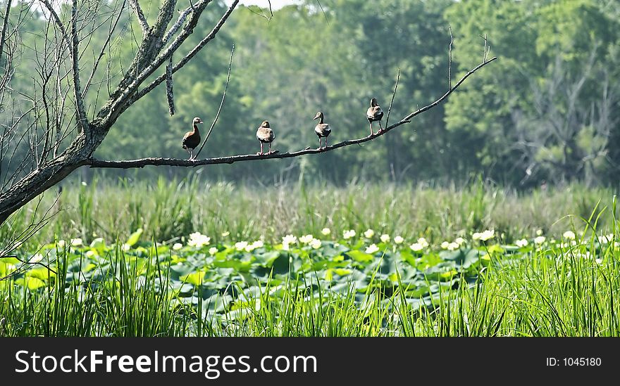 Ducks standing on tree branch forming constant line. Ducks standing on tree branch forming constant line