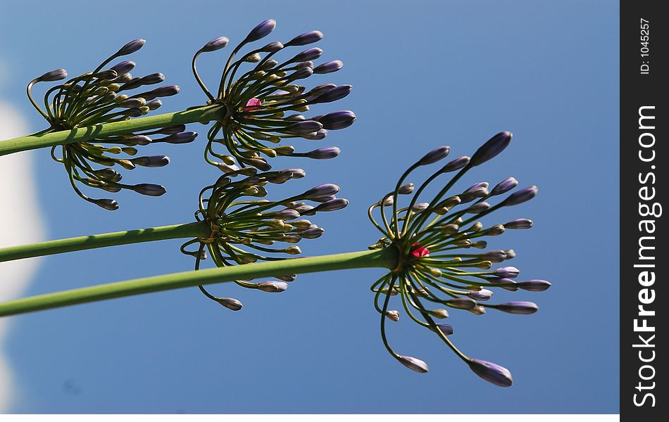 Plants in bud with blue sky background. Plants in bud with blue sky background