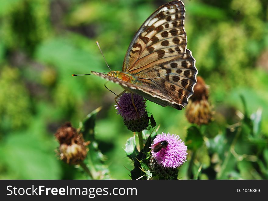 Beautiful brown butterfly. Beautiful brown butterfly